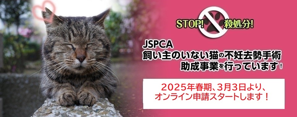 飼い主のいない猫の不妊去勢手術助成事業申請、2025年春スタートします