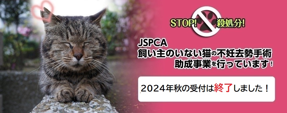 飼い主のいない猫の不妊去勢手術助成事業申請、2024年秋終了。