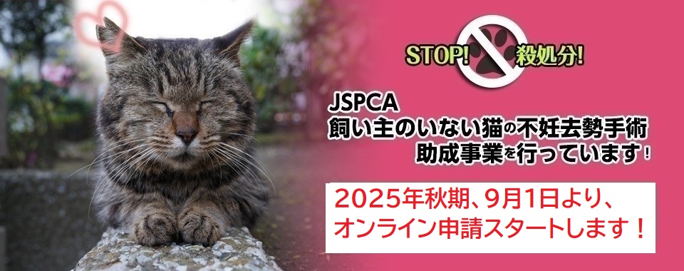 飼い主のいない猫の不妊去勢手術助成事業申請、2025年秋受付まもなく