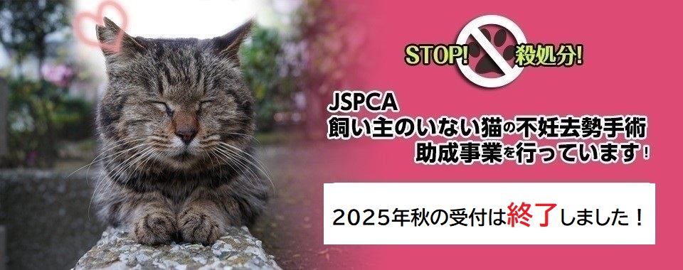 飼い主のいない猫の不妊去勢手術助成事業申請、2025年秋終了しました