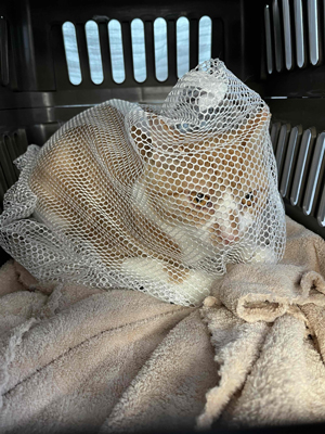 洗濯ネットnキャリー