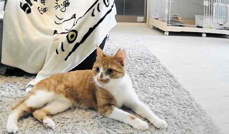 きなこくつろぎ