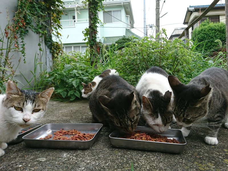 食事タイム