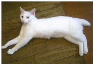 白猫全身